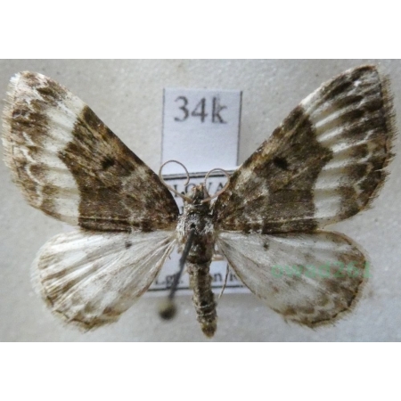 Euphyia unangulata (Haworth, 1809) Paśnik jednozębik Slovakia34k